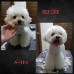 Shaving Down Matted Fur 	